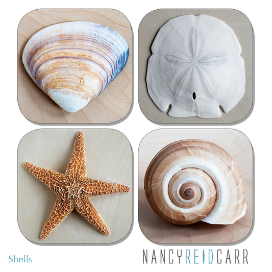 Coaster Set - Shells