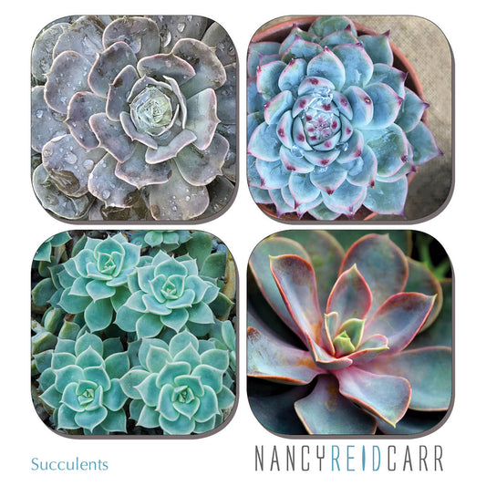 Coaster Set - Succulents